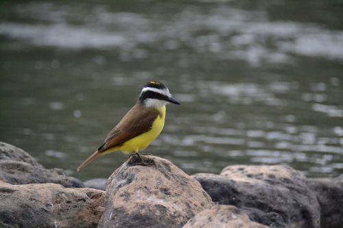 Paukštis, Rio, Akmenys