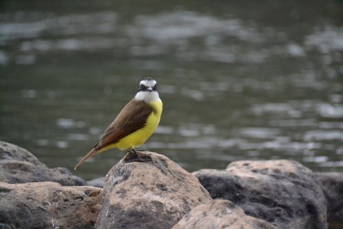 Paukštis, Rio, Akmuo