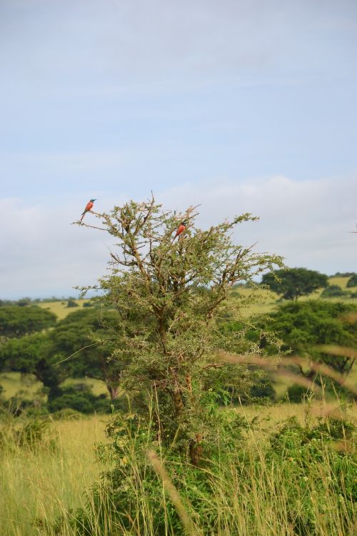 Paukštis, Uganda, Medis