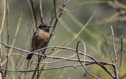 Paukščiai, Gamta, Fauna