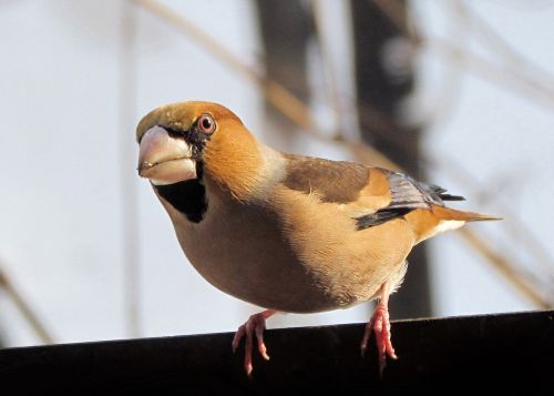Hawfinch, Paukščiai, Spalvinga, Snapas, Žiemoja Bulgarijoje