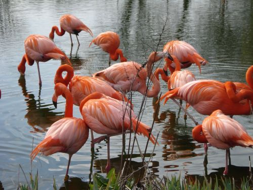 Paukščiai, Rožinis, Gamta, Gyvūnas, Plunksnos, Flamingo, Natūralus, Snapas, Plunksnos, Ornitologija, Plumėjimas, Egzotiškas