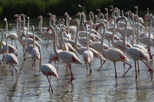 Paukščiai, Ežeras, Gamta, Laukinė Gamta, Fauna, Aplinka, Flamingo, Hula, Izraelis