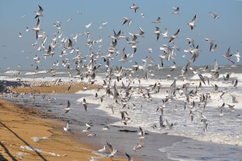 Paukščiai, Kajakas, Jūra, Flock, Skrydis