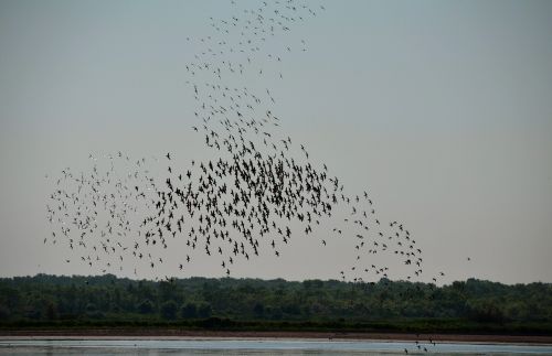 Paukščiai, Gamta, Migracija