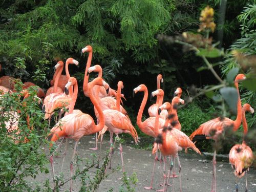 Paukščiai, Gamta, Flamingo, Gyvūnas, Plunksnos, Sparnai