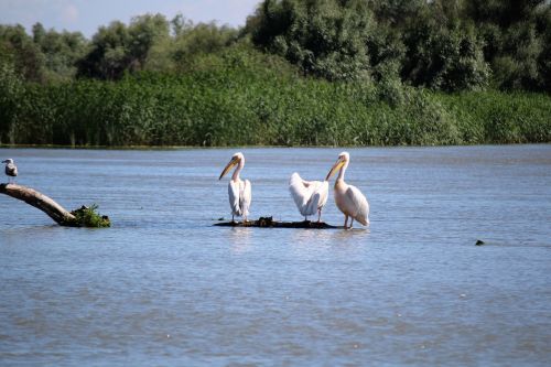 Paukščiai, Pelican, Gamta, Vanduo, Danube, Vandens Telkinys