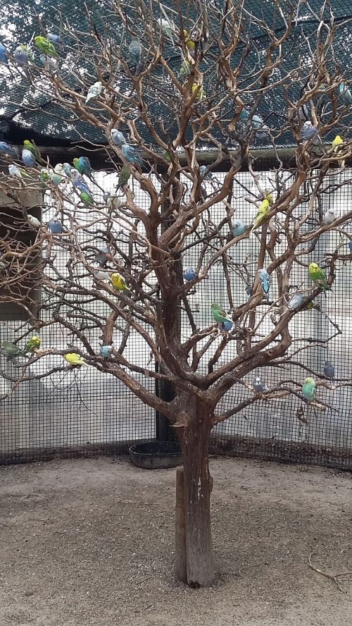Paukščiai, Paukščių Medis, Medžių Šakos