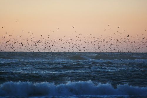 Paukščiai, Flock, Vandenynas, Bangos, Jūra, Kranto, Laukinė Gamta, Gamta