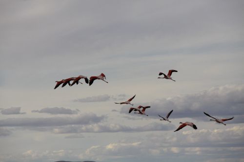 Paukščiai, Flamingo, Skristi, Plunksnos