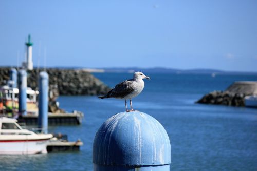 Paukščiai, Olerono Sala, Jūra, France, Uostas