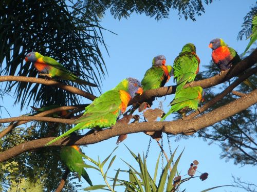 Paukščiai, Papagaien, Australia