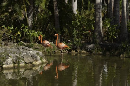 Paukščiai, Flamingo, Gamta, Tvenkinys, Plunksnos Rasės, Ežeras, Aplinka, Vanduo