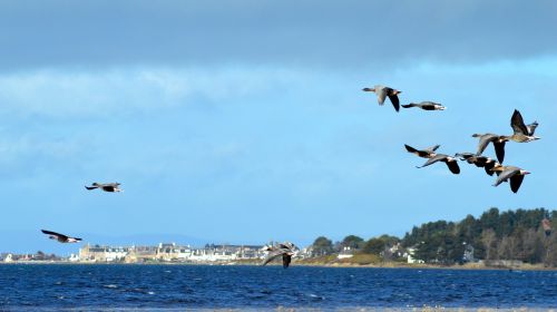 Paukščiai, Žąsys, Findhorn Bay
