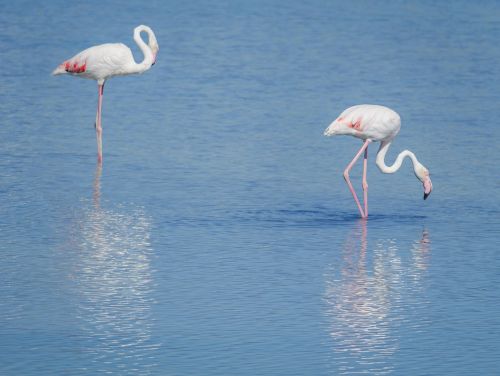 Paukščiai, Flamandų, Rožinis, Fauna, Gamta, Vada