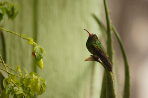 Paukščiai, Fauna, Gamta, Armėnija, Quindio, Kolumbija