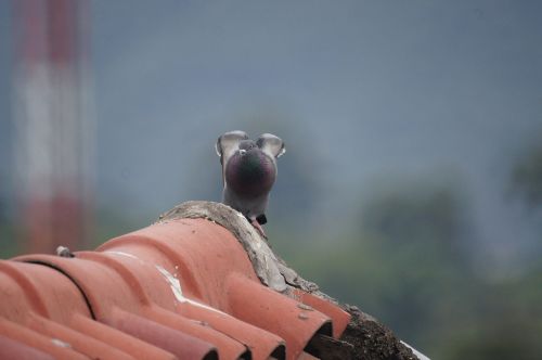 Paukščiai, Fauna, Gamta, Armėnija, Quindio, Kolumbija