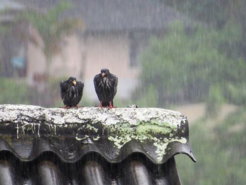 Paukščiai, Fauna, Lietus, Gamta, Armėnija, Quindio, Kolumbija