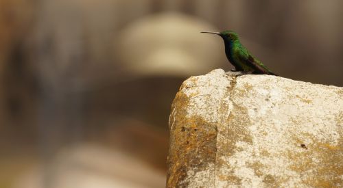 Paukščiai, Gamta, Guatika, Kolumbija