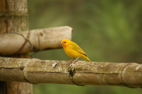 Paukščiai, Gamta, Quindio, Kolumbija