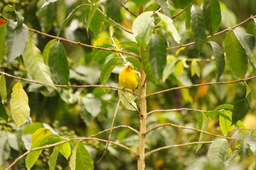 Paukščiai, Quimbaya, Quindio, Kolumbija