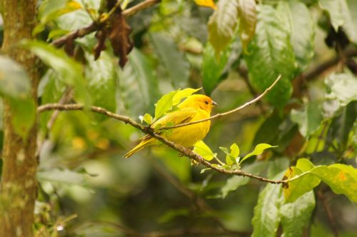 Paukščiai, Quimbaya, Quindio, Kolumbija