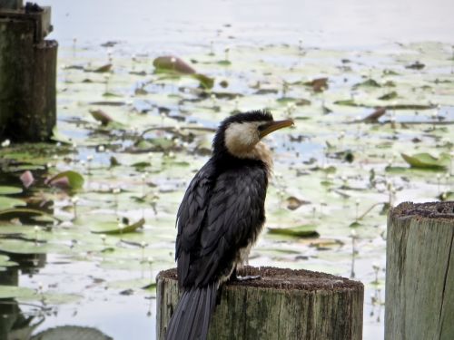 Paukščiai, Kablys Beaked, Žirgynas, Australia, Se Queensland, Miško Ežeras, Polių Sitter