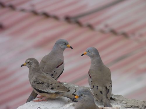 Paukščiai, Balandžiai, Plomas, Miesto