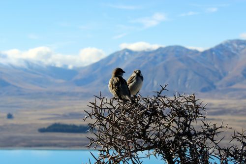 Paukščiai, Gamta, Perspektyva, Kalnai, Naujoji Zelandija, Kalno Virėjas, Nacionalinis Parkas