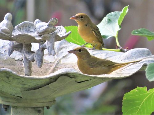 Paukščiai, Geltona, Tan, Laukinė Gamta