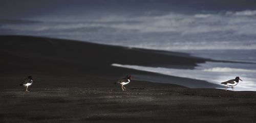 Paukščiai, Jūra, Čile