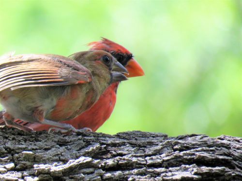 Paukščiai, Suaugusiems Ir Nesubrendusiems, Raudona Paukštis, Laukinė Gamta