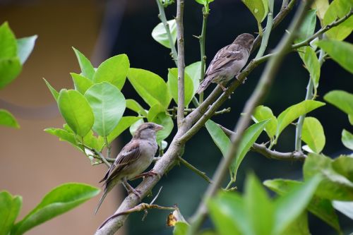 Paukščiai, Žvirblis, Gamta, Gyvūnas, Laukinė Gamta, Laukiniai, Sparnas, Plunksna, Snapas, Mielas, Mažas, Ruda, Fauna, Filialas, Skraidantis, Žalias, Medis, Dizainas, Natūralus, Skristi, Parkas, Miškas, Simbolis, Spalvinga