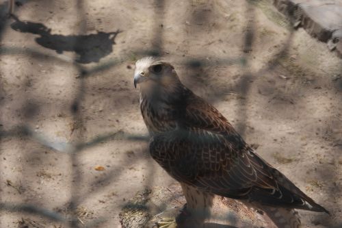 Paukščiai, Falcon, Raptoras