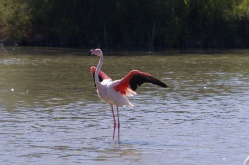 Paukščiai, Camargue, Ornitologija, Rožinis Flamingas, Laukiniai