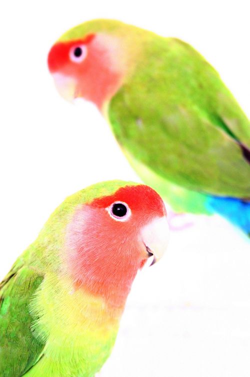 Paukščiai, Parakeet, Raudona, Žalias