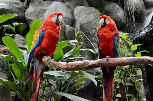 Paukščiai, Laukinis Gyvenimas, Macaw, Rašiklis