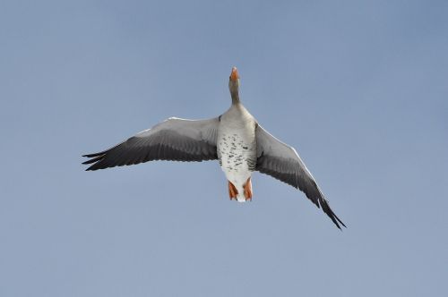 Paukščiai,  Gyvulinis Gyvenimas,  Lauke,  Skrydis,  Gamta,  Greylag,  Žąsis,  Graylag Goose,  Himmel,  Sąskaitą,  Sparnai,  Be Honoraro Mokesčio