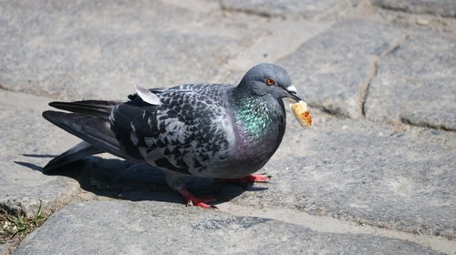 Paukščiai,  Pobūdį,  Gyvūnai,  Gyvūnijos,  Columbidae,  Plunksna,  Sparnas,  Lauko,  Gaga,  Akmuo,  Kennedy,  Vandens Telkinys,  Vasara,  Laukinių,  Mažai,  Jūrų,  Gražus,  Pilkas