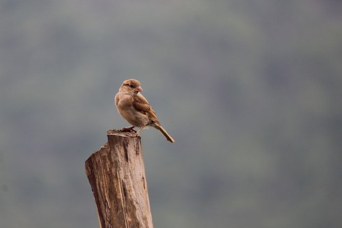 Paukščiai,  Žvirblis,  Mangalore