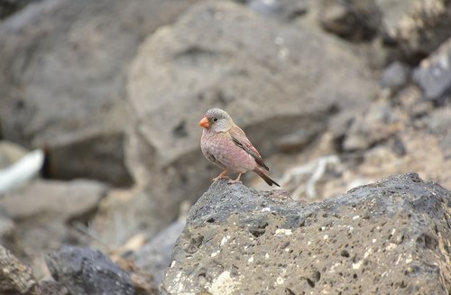 Paukščiai,  Pobūdį,  Vandens Paukščiai,  Fuerteventura