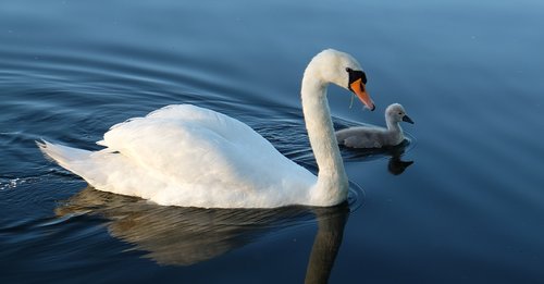 Paukščiai,  Gulbė,  Vaikinga