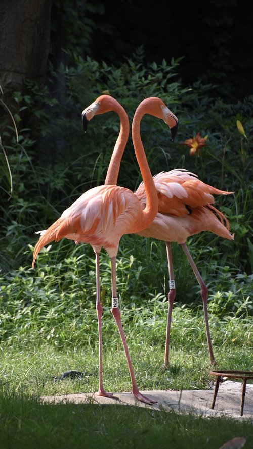 Paukščiai,  Flamingo,  Raudonas