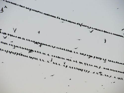 Paukščiai, Hitchcock, Flock, Varnos, Laidai, Swarm, Skraidantis, Dominavimas
