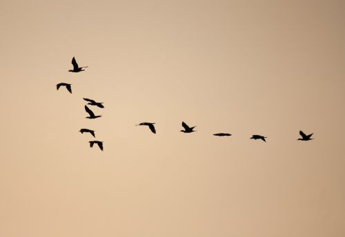 Paukščiai, Formavimas, Flock, Flocking, Skraidantis, Laisvė, Migracija
