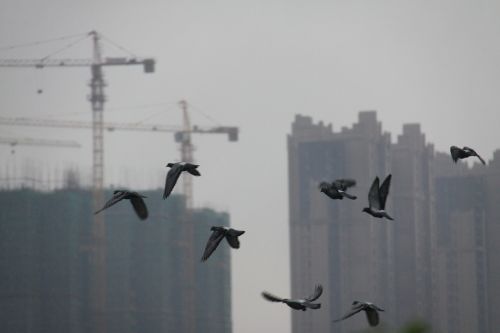 Paukščiai, Changsha, Aukšti Pastatai, Turtas