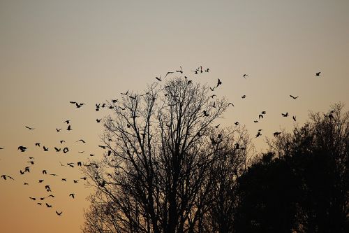 Paukščiai, Swarm, Paukščių Pulkai, Kasti, Išvykimas