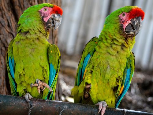 Paukščiai, Parakeets, Gyvūnai