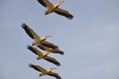 Paukščiai, Pelican, Skrydis