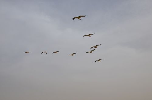 Paukščiai, Skrydis, Pelican